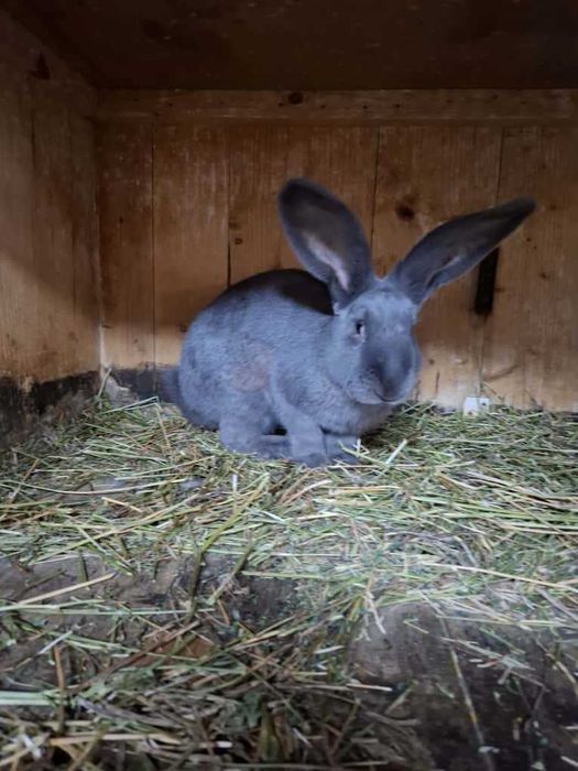 Iepure mascul Uriaș German albastru