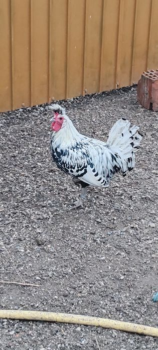 Cocoș Appellezer de vanzare