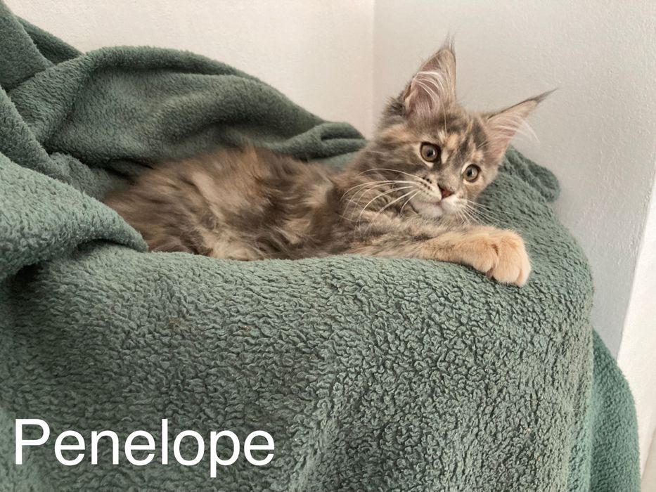 Мейн-куун котенца