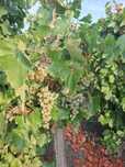 Struguri albi pentru vin