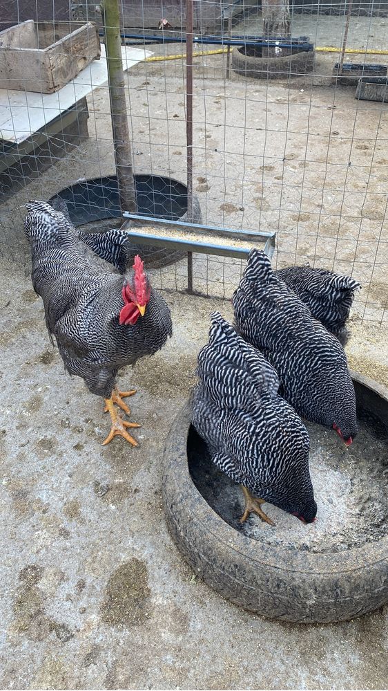 Gaini si cocosi australorp plymouth araucana
