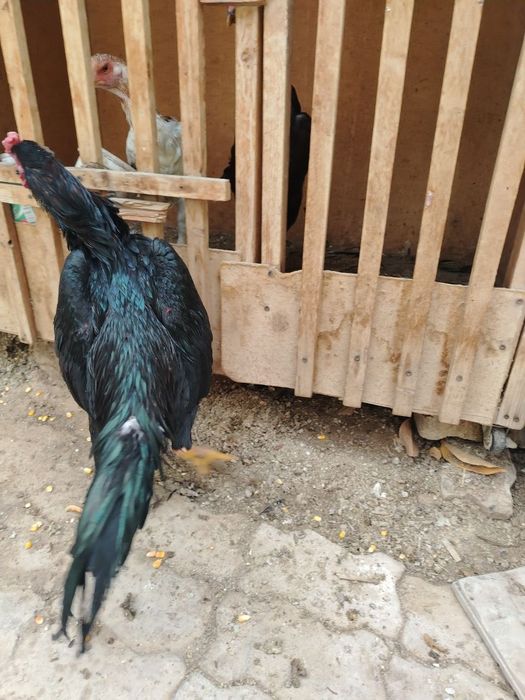 Yapon zashita tozasi tayyor bob qogan bekorchi qlinmagan