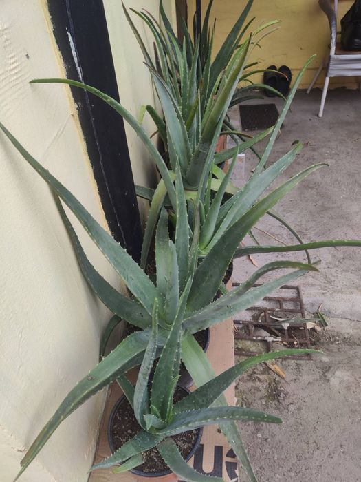 Алое вера - различни големини