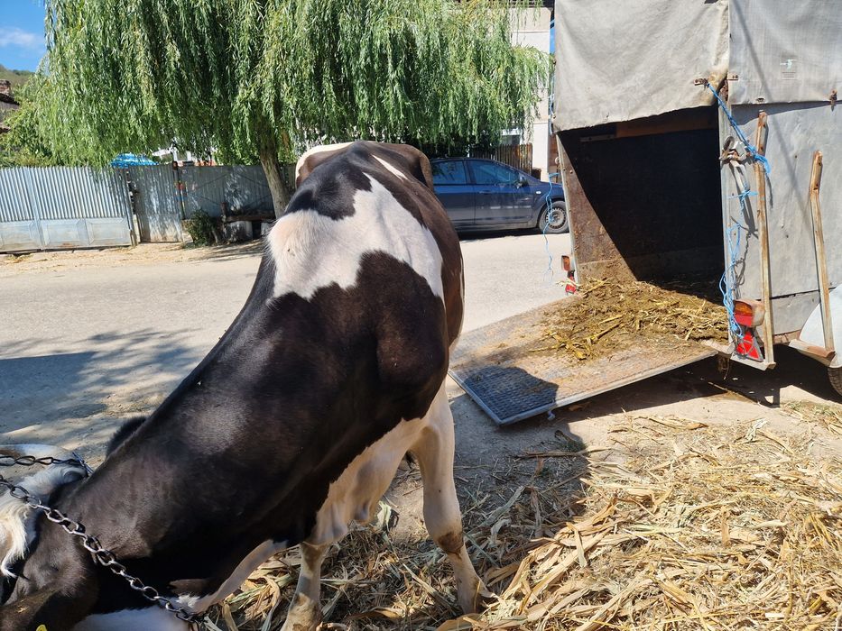 vând vaci gestante și taur