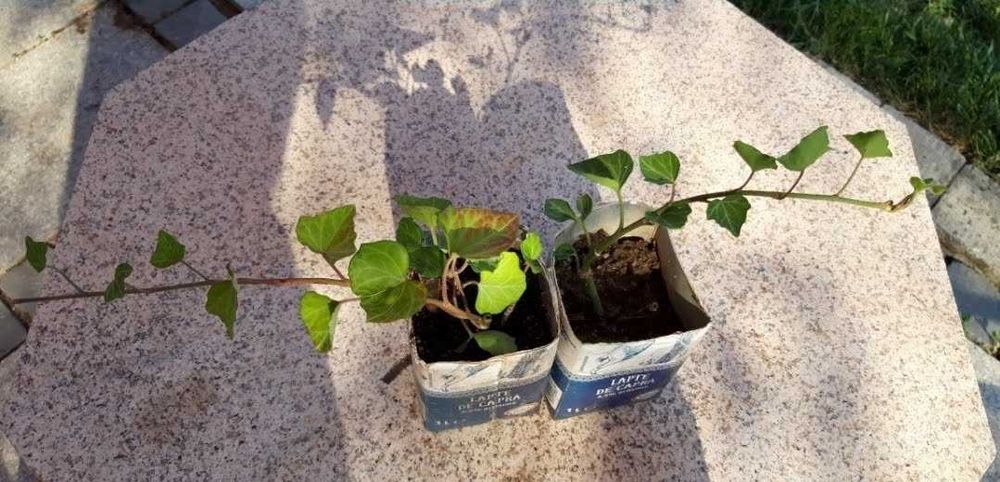 Iedera helix weorner soi foarte rezistent - Producator