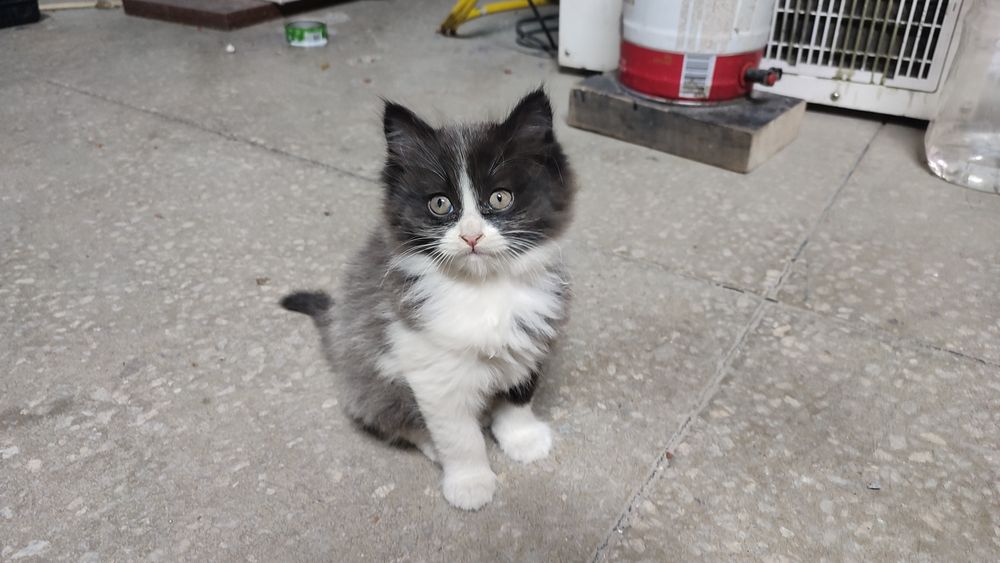 Отдам котёнка в добрые руки