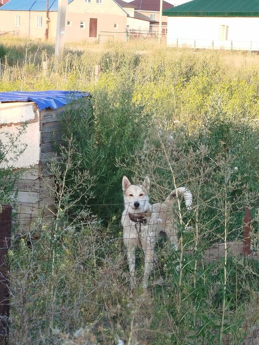 Продам заподно-сибирскую лайку