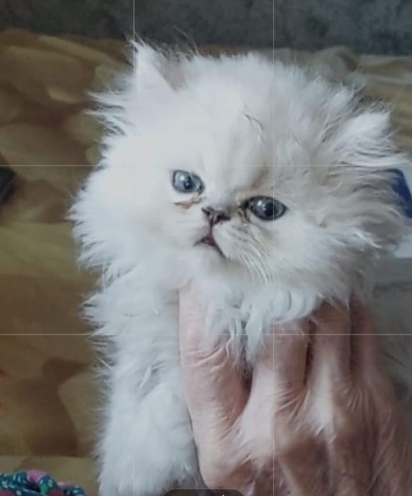 Персидский шиншилла девочка