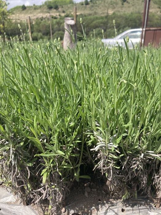 Лавандула разсад