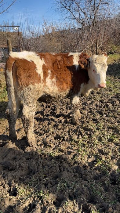 De Vanzare 2 Vitele …