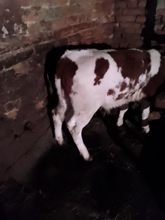 Se vinde vițel de 3 luni