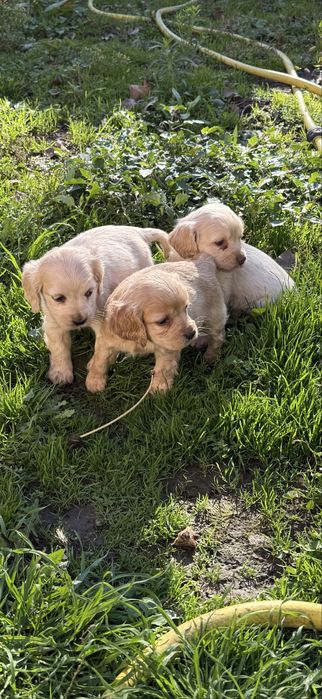 Кокерчета с първа ваксина обезпаразитени вътрешно.