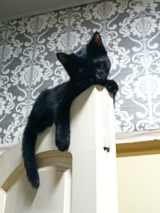 Ищу теплый дом для очаровательного котика девочки