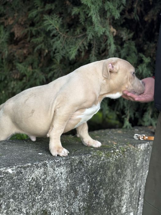 Американско були покет