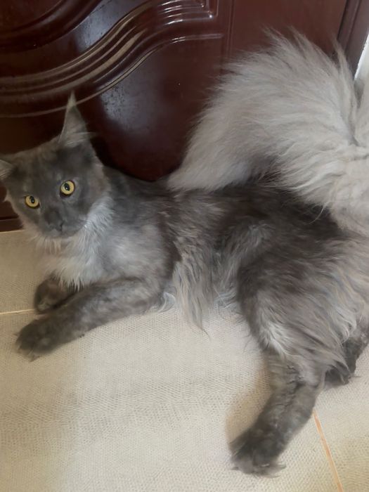 Pisica de rasa Maine coon mascul