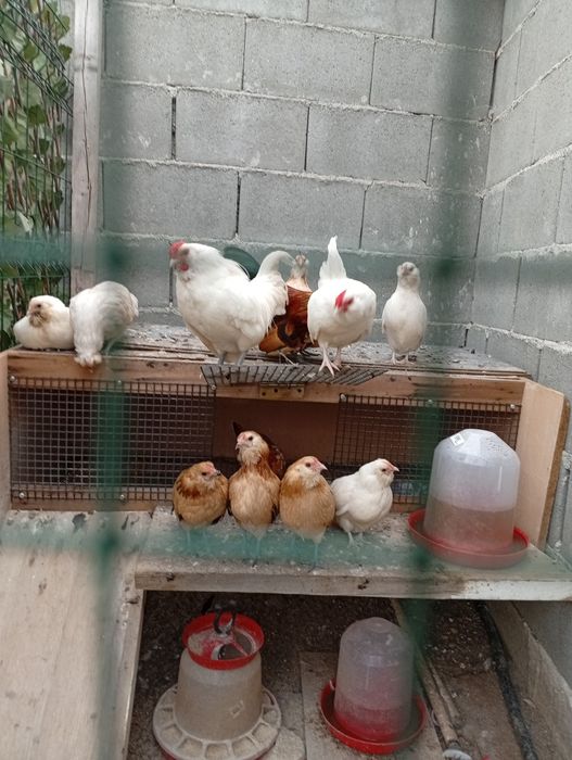 Găinuțe pitice bărboase de Anvers