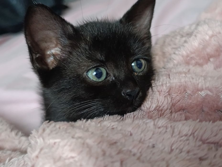 Spre adopție - 2 pisicuțe