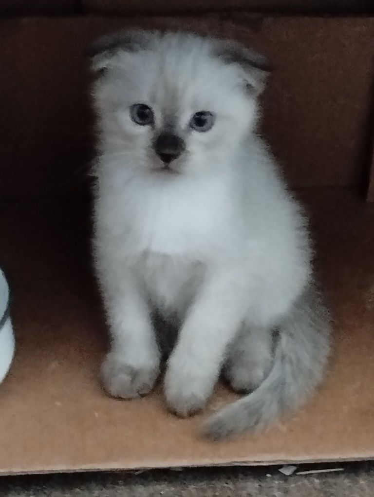 Котята скоттиш фолд и скоттиш страйт