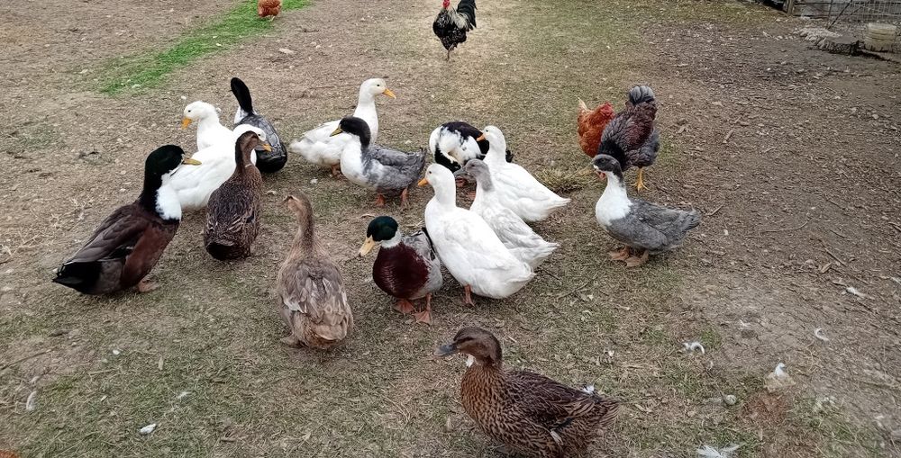 Vând rate, boboci de anul asta