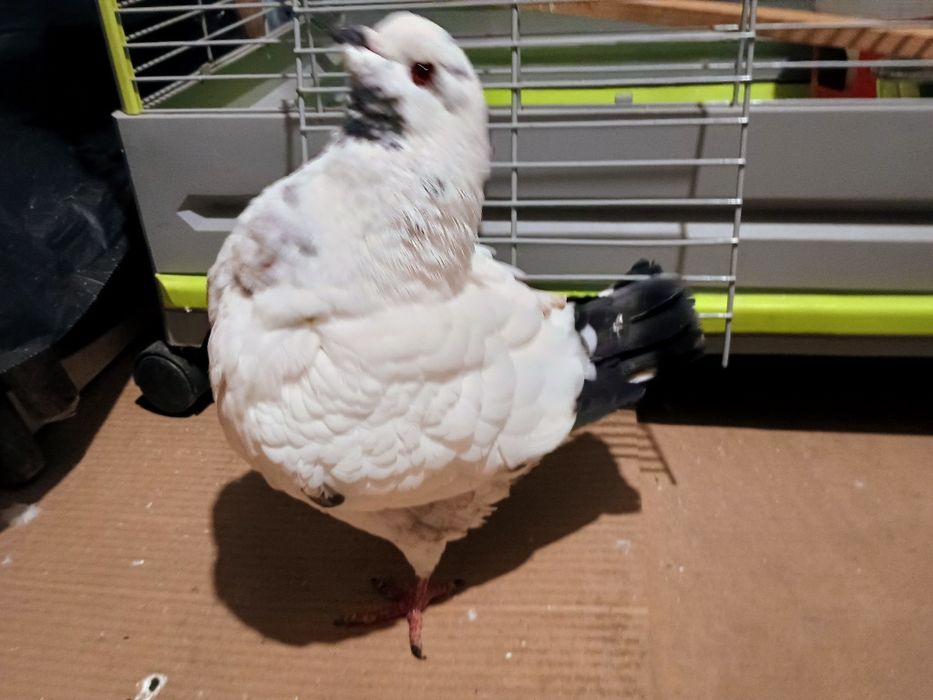 Гълъби чифт -Американски Кинг