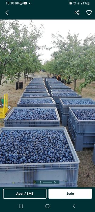 Când prune pentru țuică și pălincă,transport gratuit