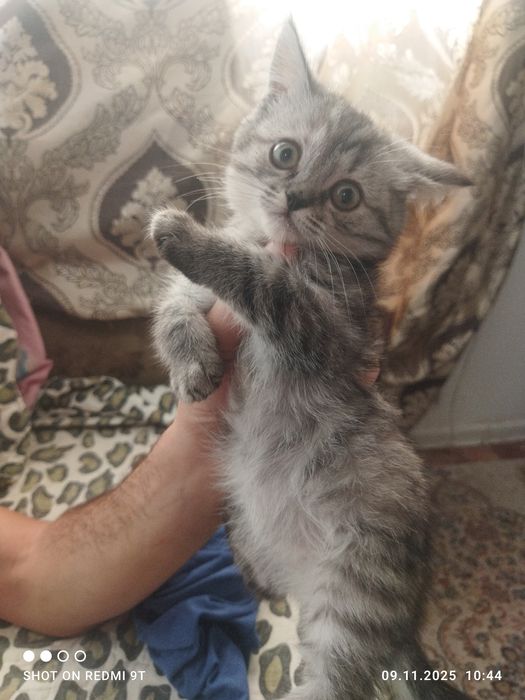 Продам за 10 тыс тенге чистая британка 3 месяца