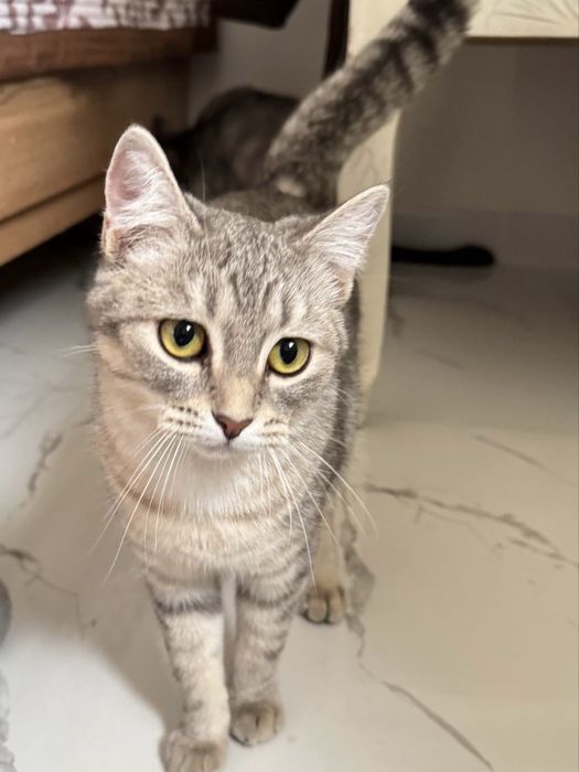 Ласковая Кошка ищет дом Алматы