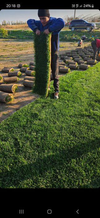 Gazon palif urnatamiz