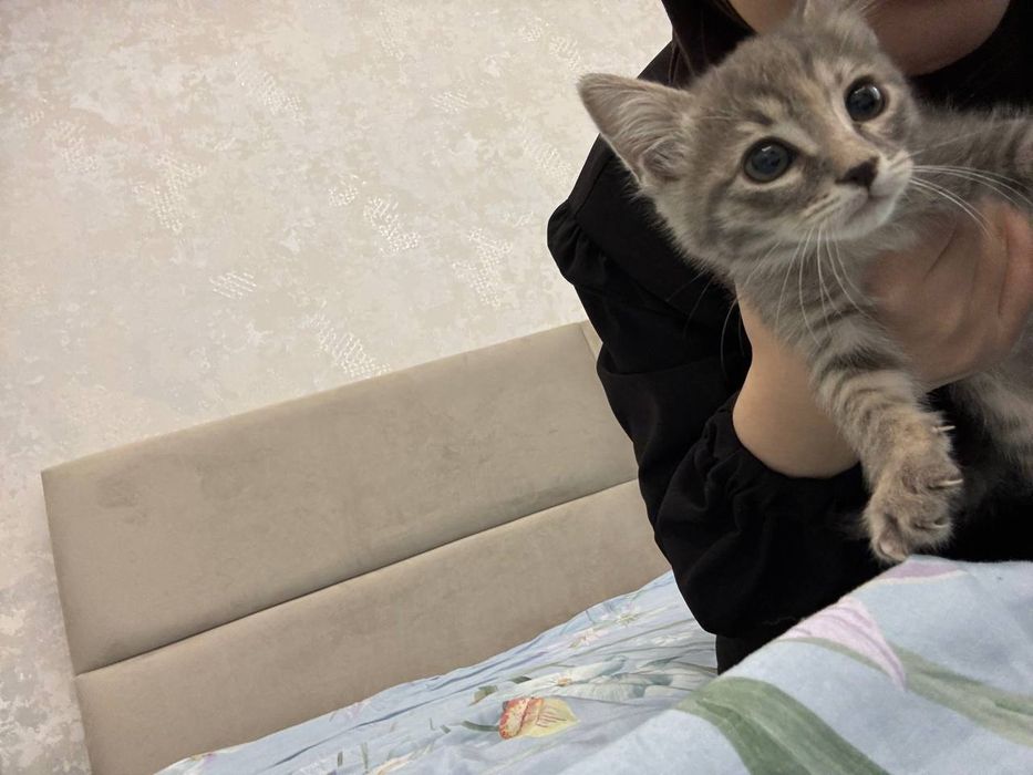 Oтдам даром  котята