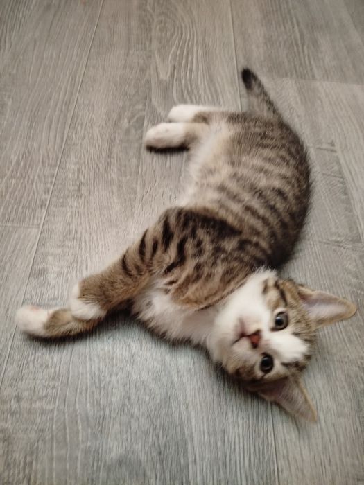 Отдам даром котят ,в добрые руки