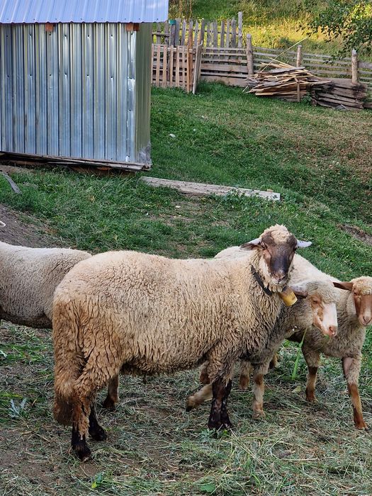 Vând un cârlan de anul ăsta sau schimb.
