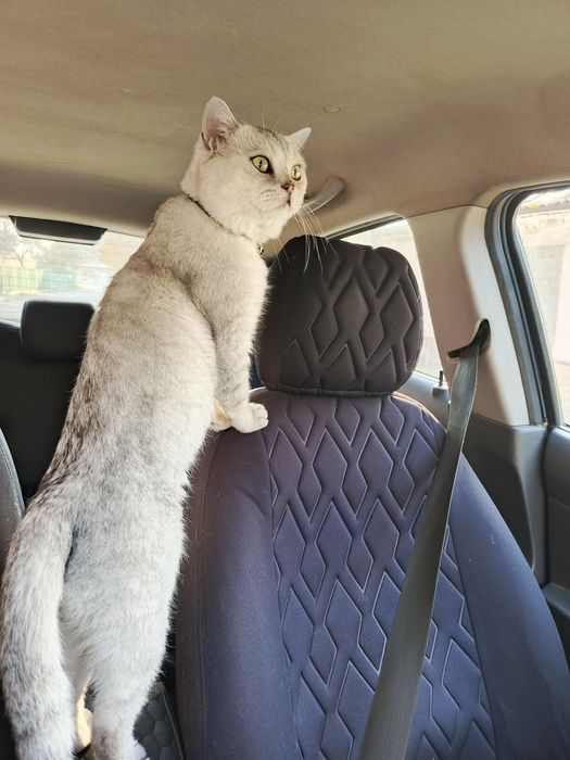 Продается породистый кот