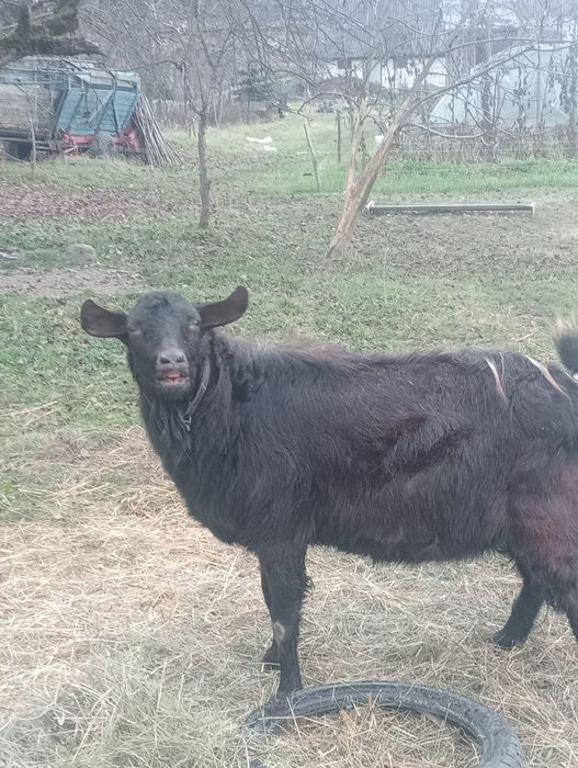 Vînd țap metis de anglonubian
