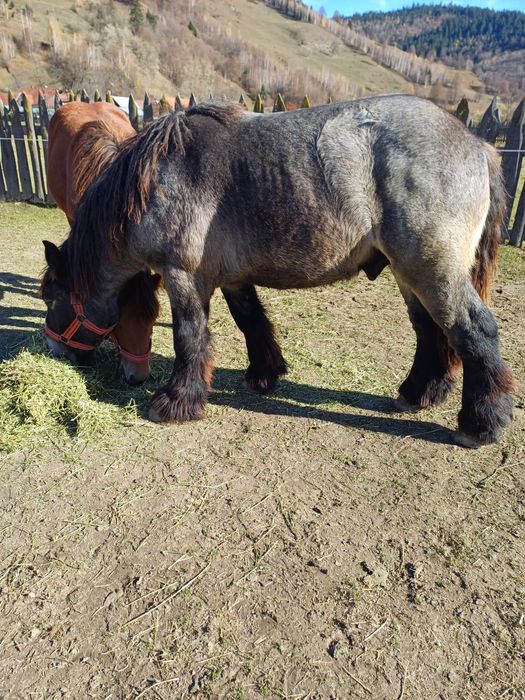 Manji / armasari 4 bucati