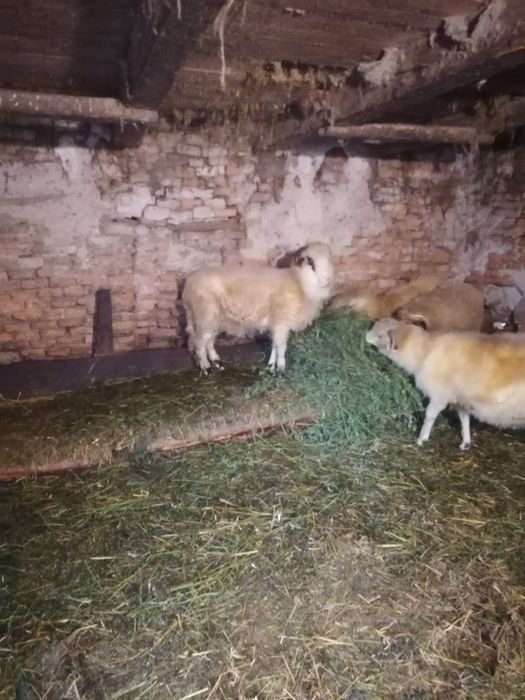 Doua oi de taiat de dat