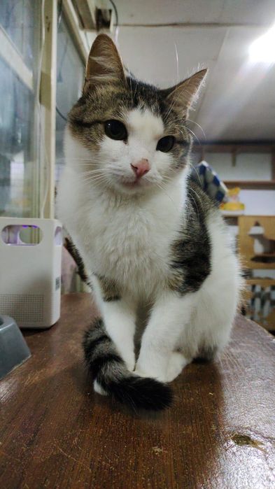 Молодой котенок ищет новую семью, отдам в добрые руки