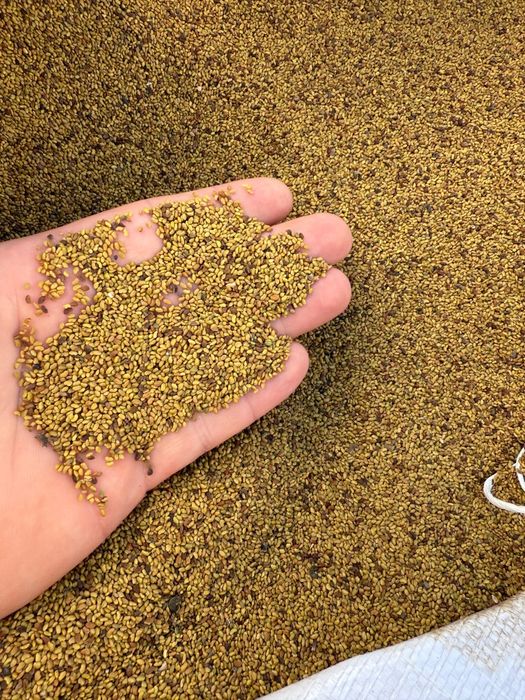 Sămânța de lucernă