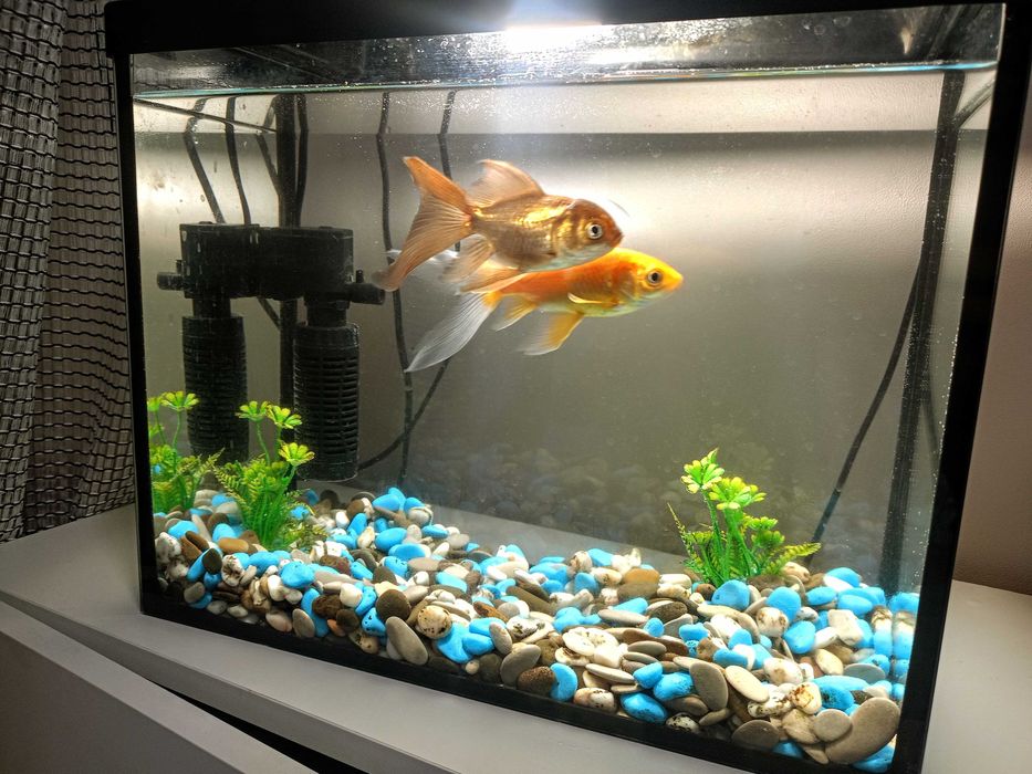 Аквариум с рыбками