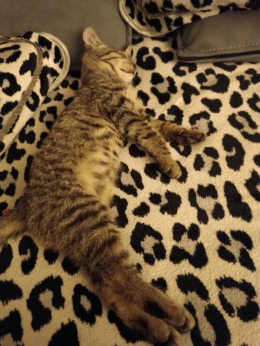 Mushuk oʻgʻil bola