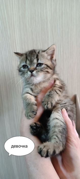 Продаются котята