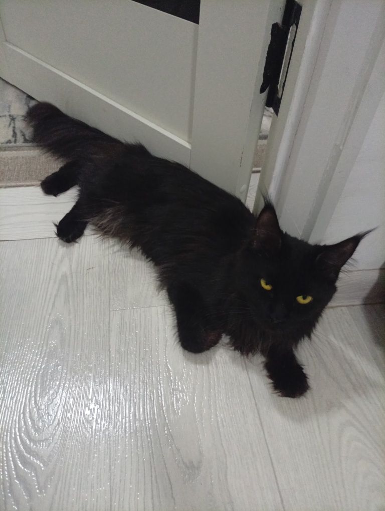 Вязка(кошка Мейн Кун)