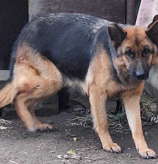 Кученца от Немска овчарка