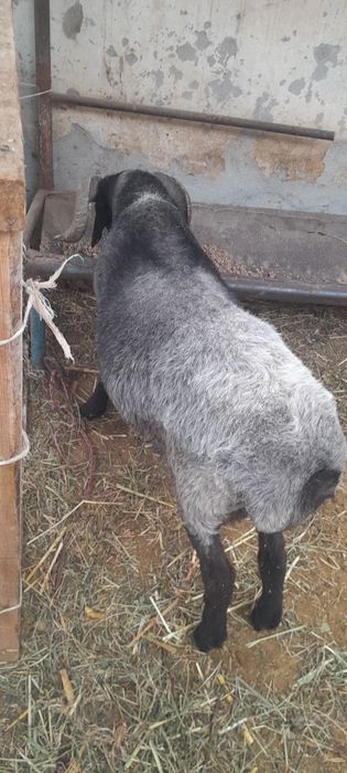 Кучкор сотилади галишамиз