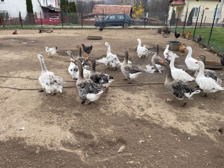 Продавам млади гъски