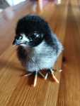 Vând puisori rasa Australorp negru / albastru și ouă pentru incubat