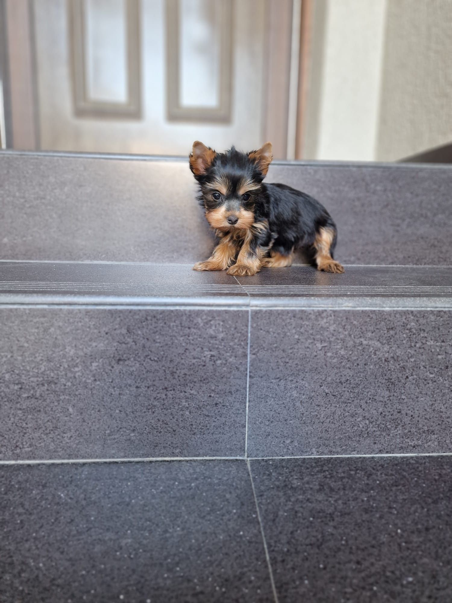 Yorkshire terrier mascul