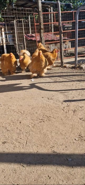 cochinchina galben