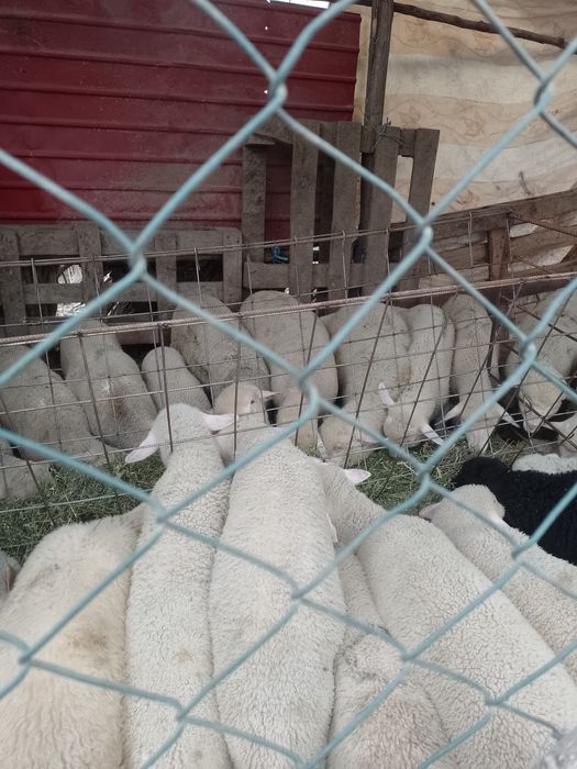 Vand miei, in viu sau carcasa