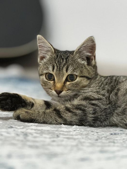 Отдам котенка только в хорошие руки