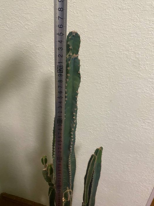 Kaktus guli sotiladi